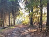 waldweg2