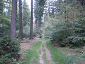 wald142